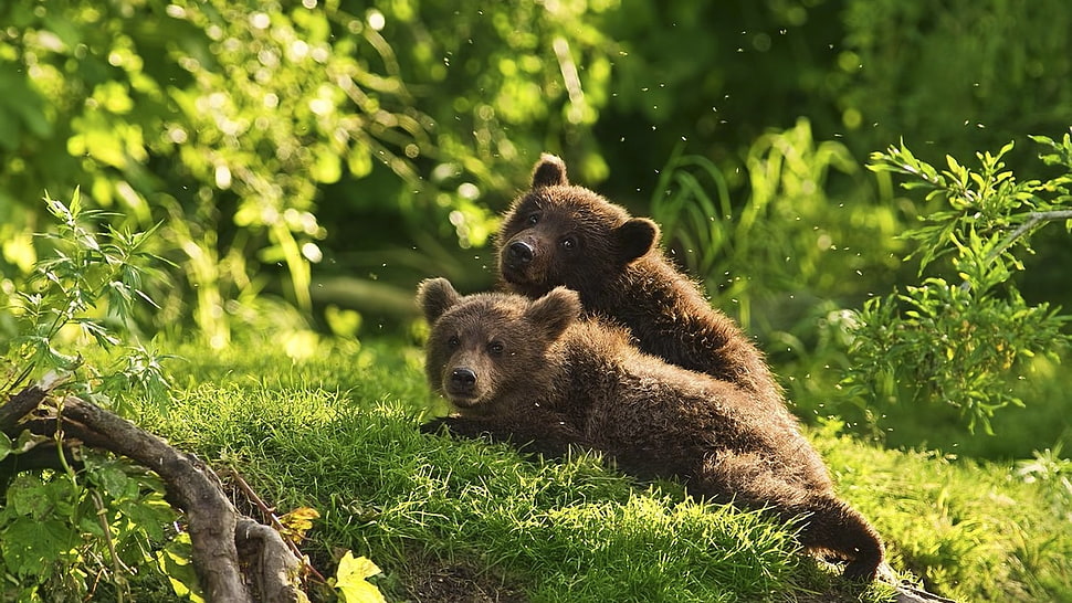 two brown bear laying green grass field HD wallpaper